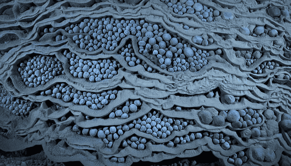 Cave pearls form over centuries as mineral-rich water coats grains of sand with calcite